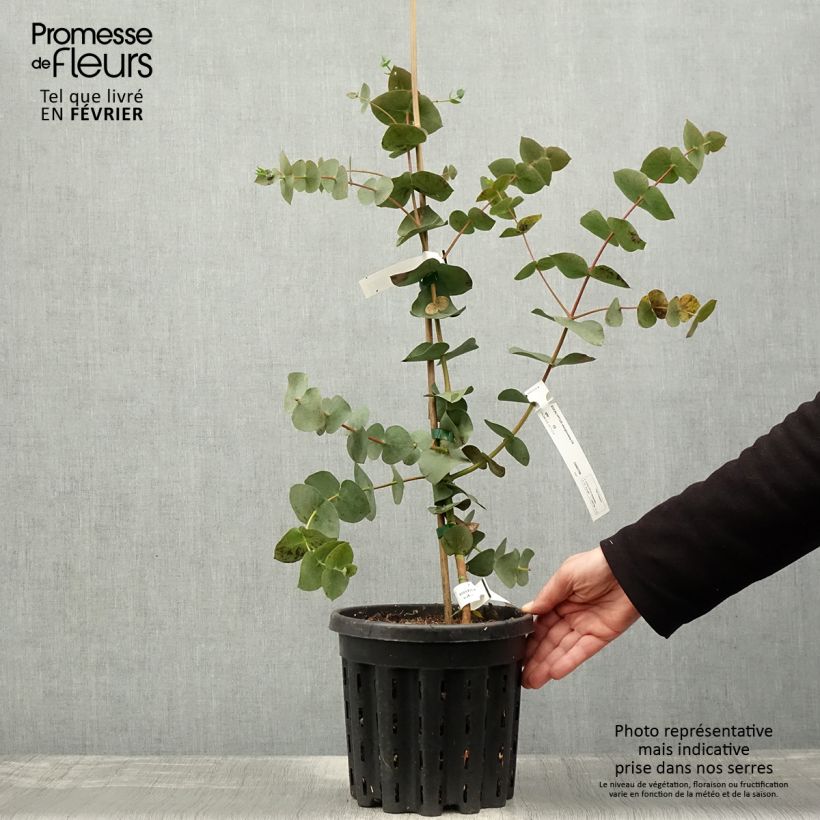 Eucalyptus sturgissiana Maceta 4L/5L Ejemplar entregado en invierno