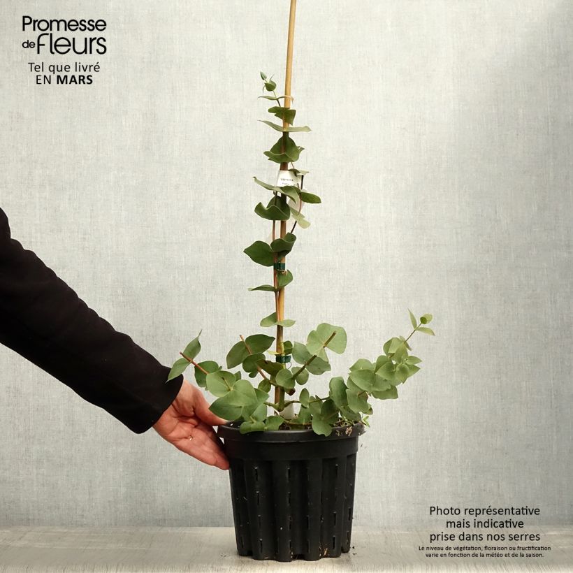 Eucalyptus sturgissiana Maceta 4L/5L Ejemplar entregado en la primavera