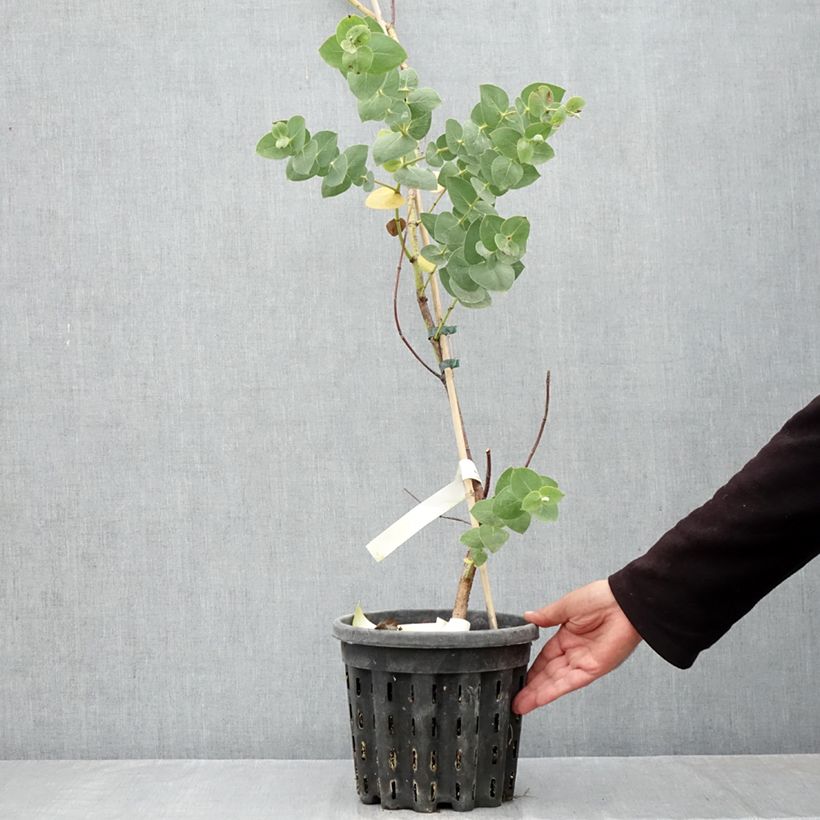 Ejemplar de Eucalyptus sturgissiana Maceta 4L/5L entregado en otoño