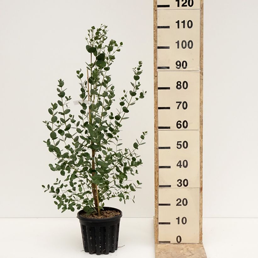 Eucalyptus subcrenulata Maceta 4L/5L Ejemplar entregado en invierno