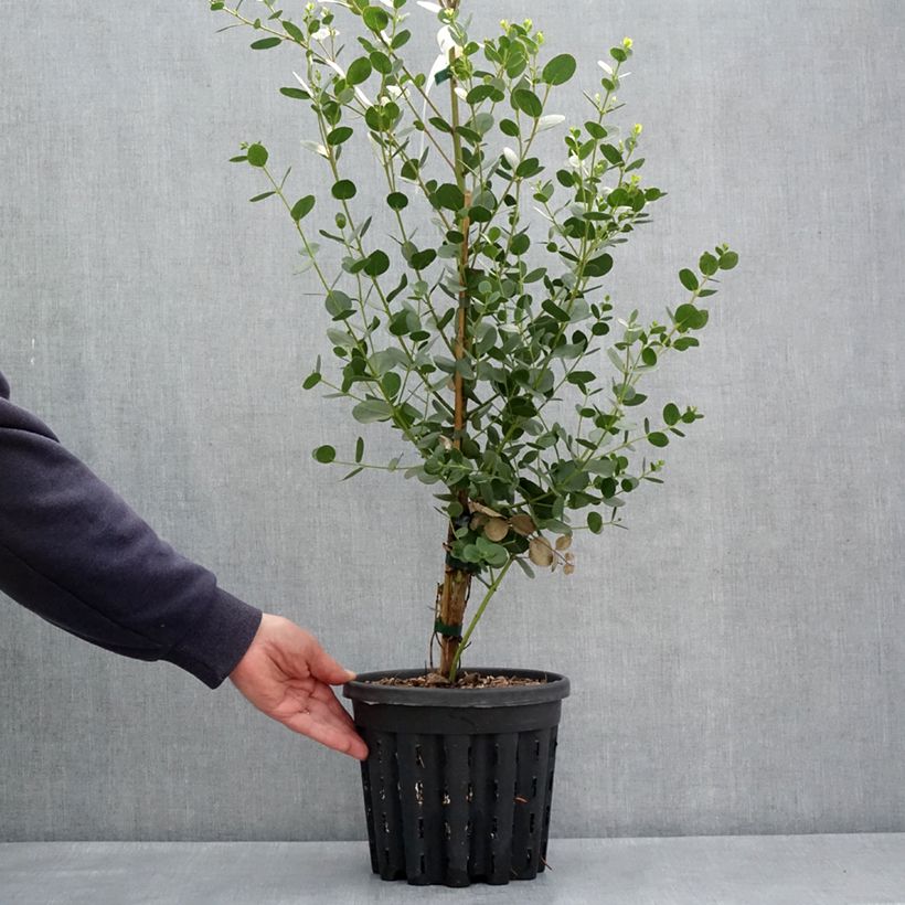 Eucalyptus subcrenulata Maceta 4L/5L Ejemplar entregado en la primavera