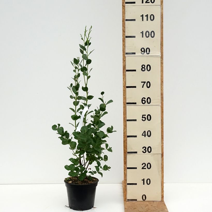 Ejemplar de Eucalyptus subcrenulata Maceta 4L/5L entregado en otoño