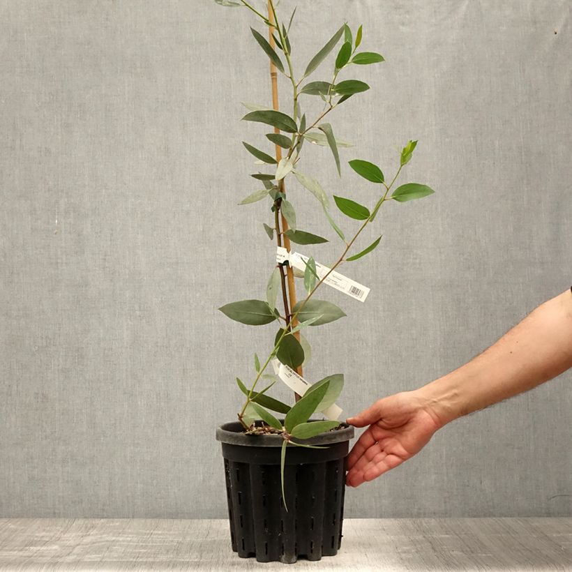 Ejemplar de Eucalyptus tetraptera Maceta 4L/5L entregado en verano