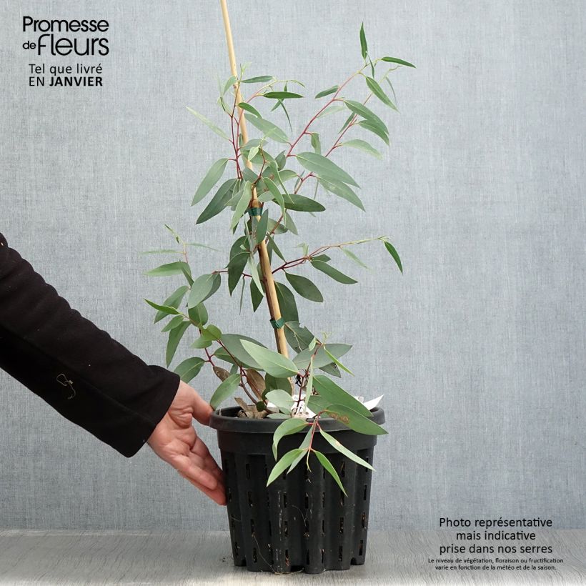 Eucalyptus tetraptera Maceta 4L/5L Ejemplar entregado en invierno