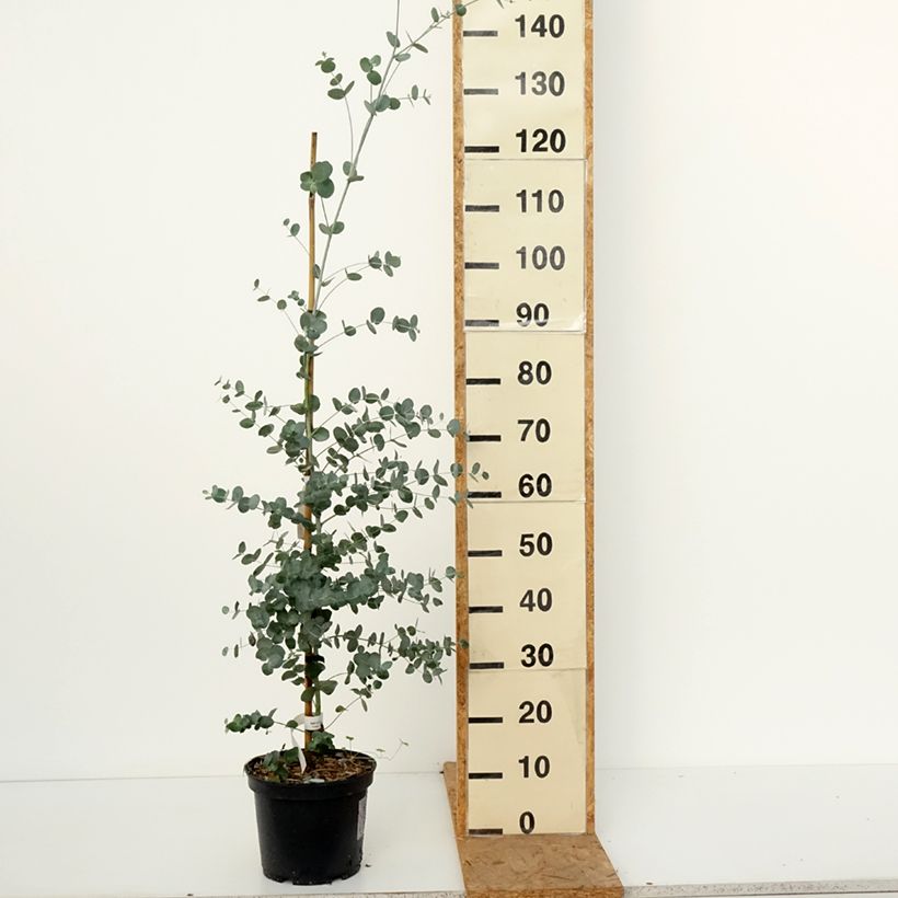Ejemplar de Eucalyptus urnigera f.glaucus Maceta 4L/5L entregado en otoño