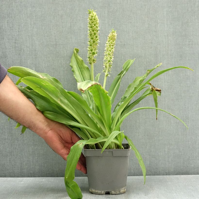Ejemplar de Eucomis autumnalis - Pinocho de otoño Maceta 2L/3L calibre 14/16 entregado en verano