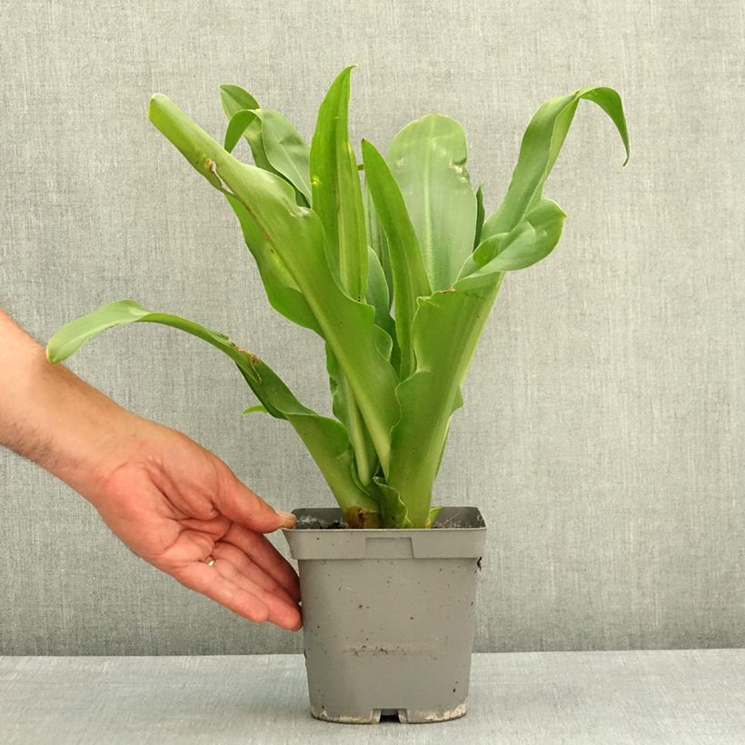 Eucomis autumnalis - Pinocho de otoño Maceta 2L/3L calibre 14/16 Ejemplar entregado en la primavera