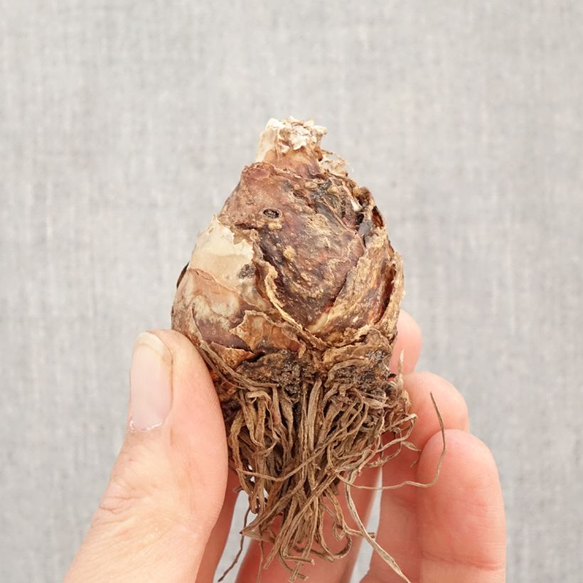 Eucomis bicolor Alba Bulbo calibre 16+ Ejemplar entregado en la primavera