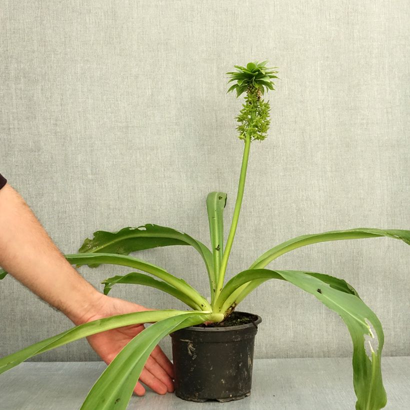 Ejemplar de Eucomis bicolor - Pinocho bicolor Maceta 2L/3L calibre 16/18 entregado en verano
