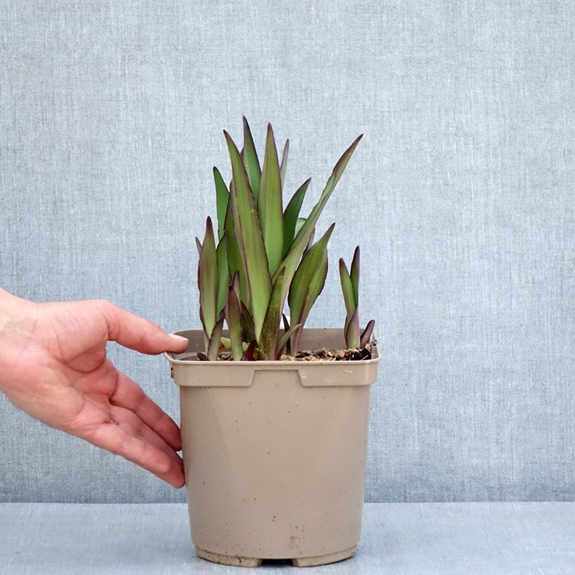 Eucomis comosa Can Can - Flor de la piña, Lirio de la piña Maceta 3L/4L calibre 18/20 Ejemplar entregado en la primavera