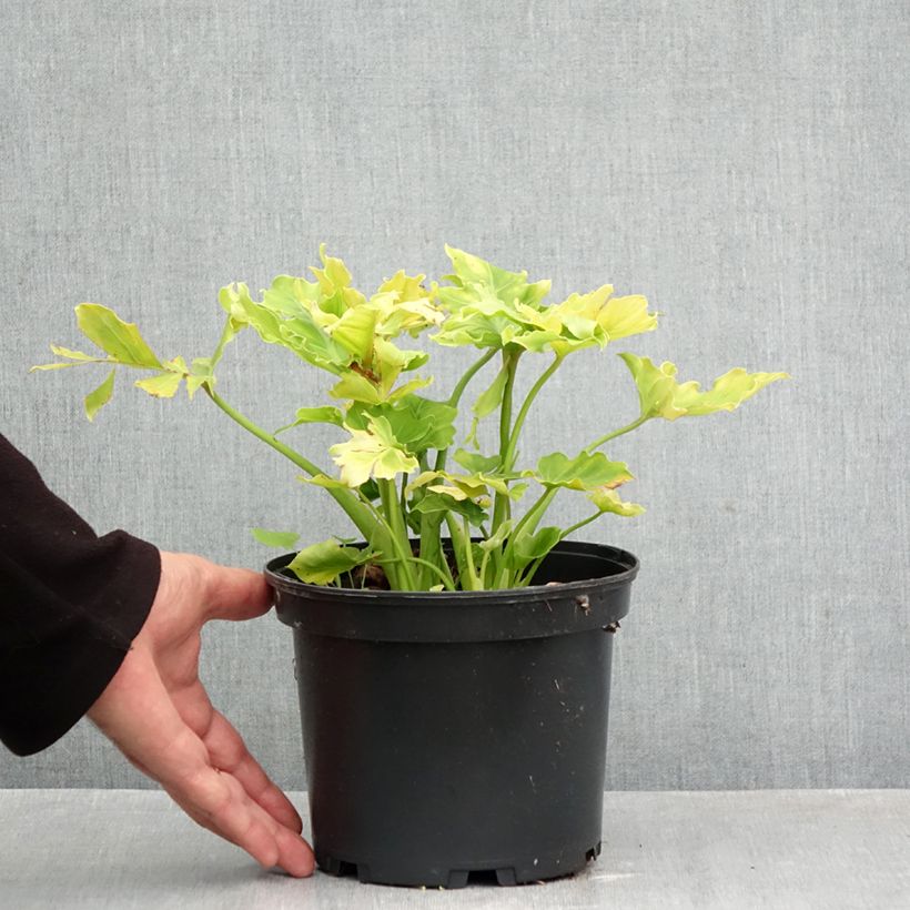 Ejemplar de Eucomis comosa Can Can - Flor de la piña, Lirio de la piña Maceta 3L/4L calibre 18/20 entregado en otoño