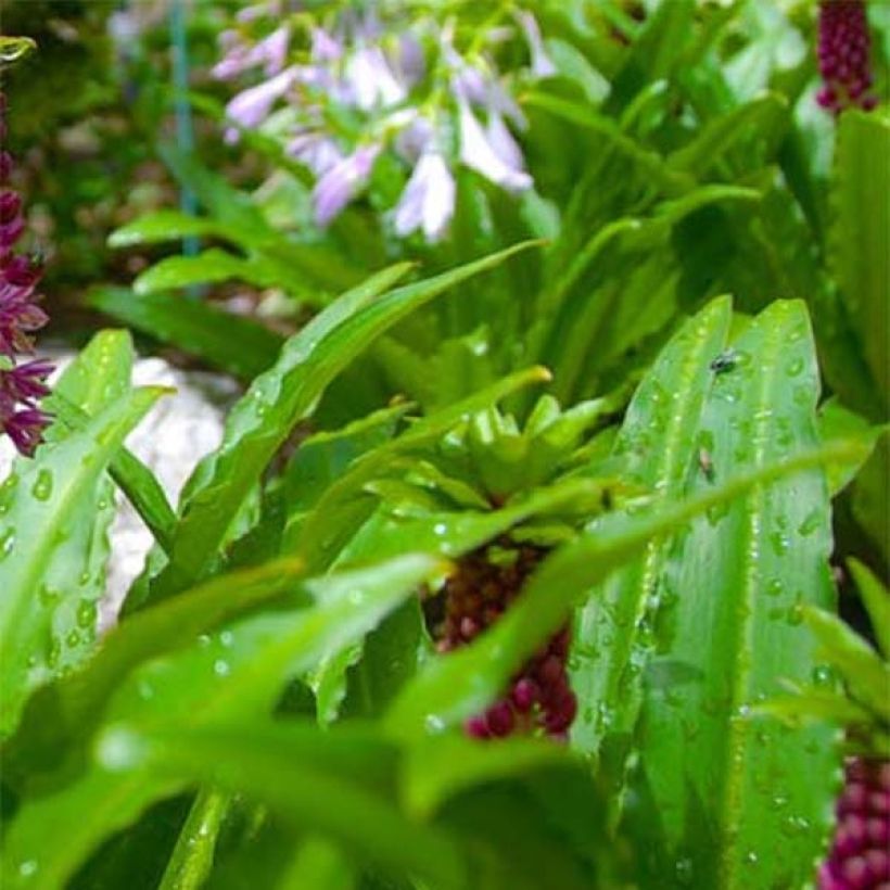 Eucomis comosa Leia - Flor de la piña (Follaje)