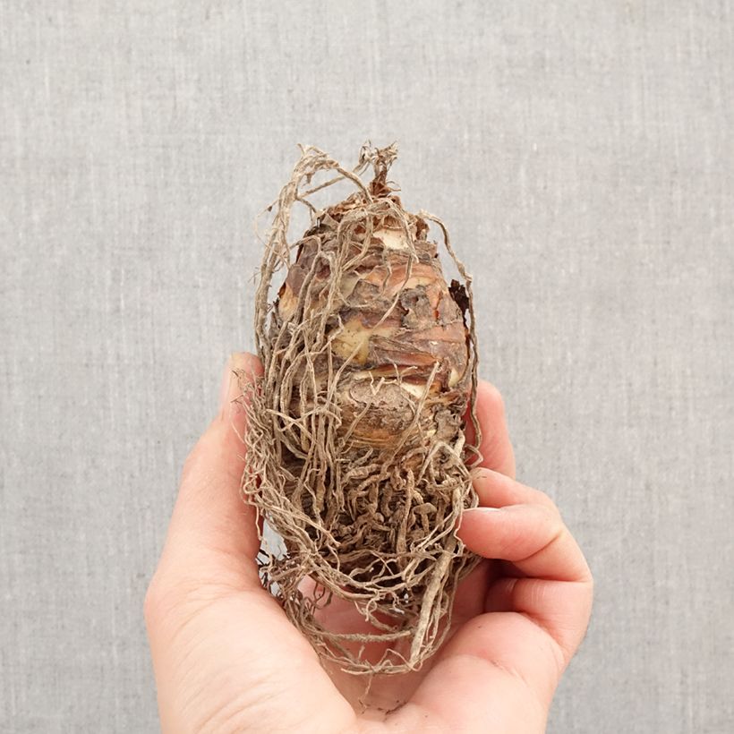 Eucomis comosa Pink Gin - Flor de la piña Bulbo calibre 16/18 Ejemplar entregado en la primavera