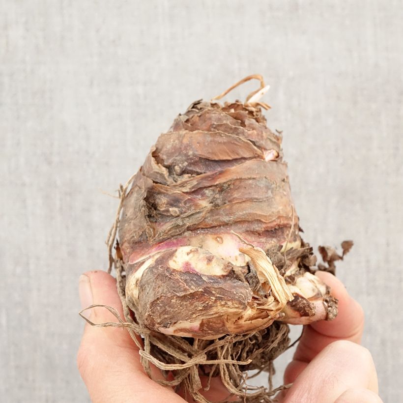 Eucomis comosa Sparkling Rosy - Flor de la piña Bulbo calibre 18/20 Ejemplar entregado en la primavera