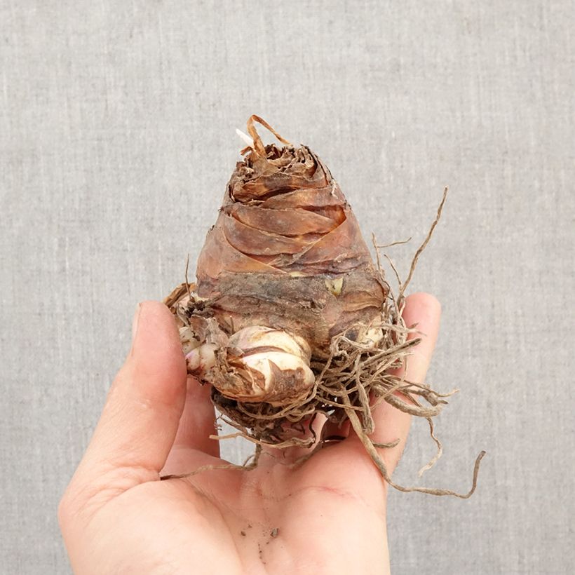 Eucomis wandermerwei Freckles - Lirio de piña Bulbo calibre 18+ Ejemplar entregado en la primavera