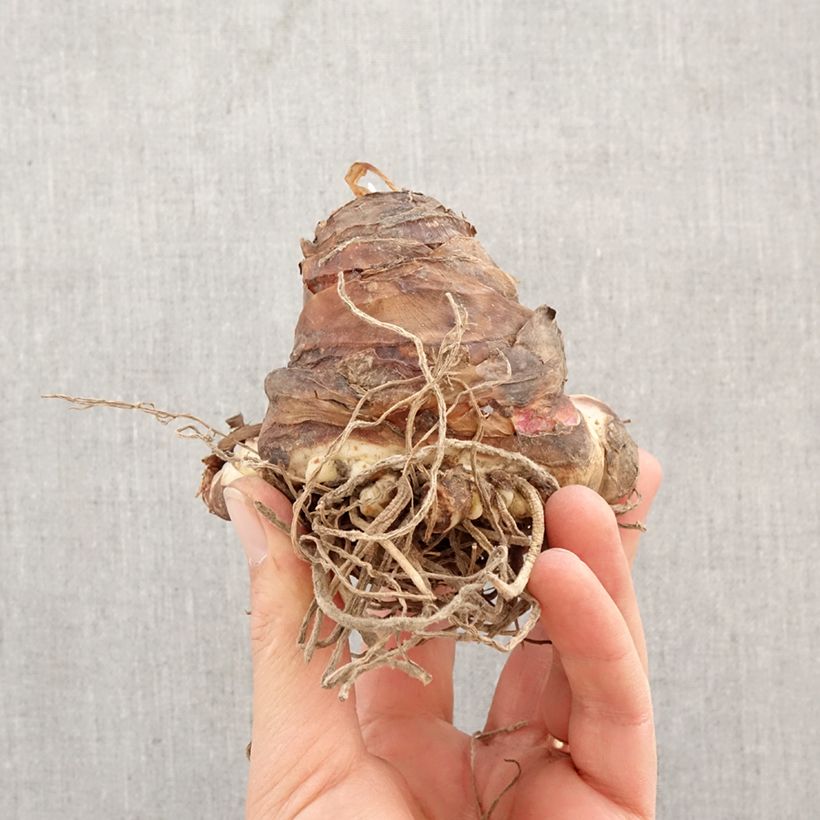 Eucomis Playa Blanca - Flor de la piña Bulbo calibre 18/20 Ejemplar entregado en la primavera