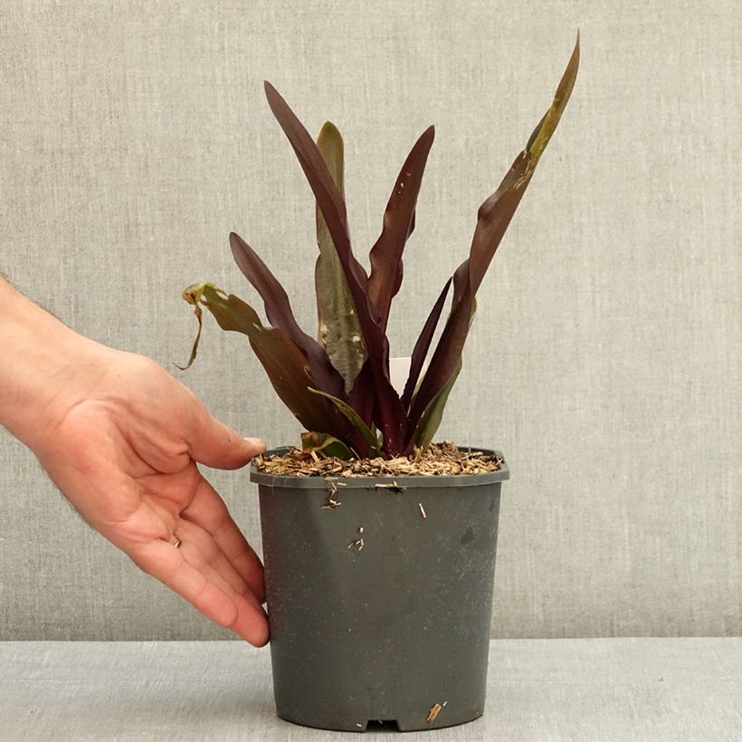 Ejemplar de Eucomis Purple Reign - Flor de la piña Maceta 1L/1,5L calibre 14+ entregado en verano