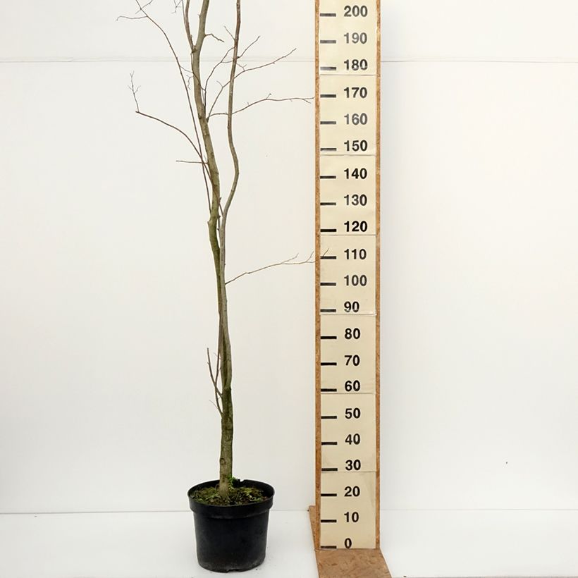 Ejemplar de Eucommia ulmoides - árbol de la gutapercha Maceta 12L/15L entregado en otoño