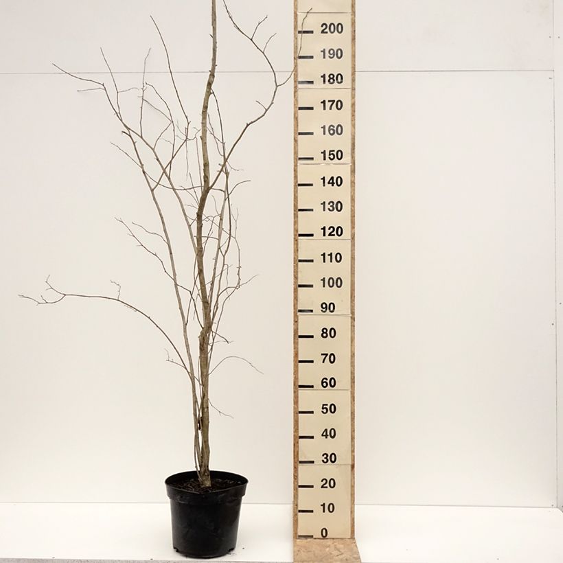 Eucommia ulmoides - árbol de la gutapercha Maceta 12L/15L Ejemplar entregado en invierno