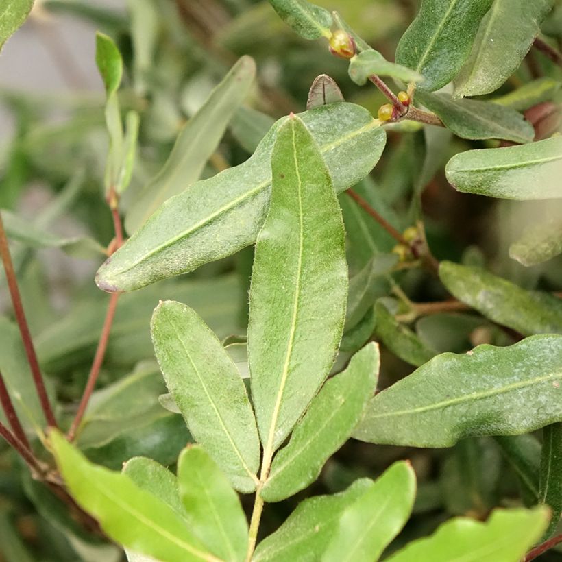 Eucryphia lucida Ballerina (Follaje)