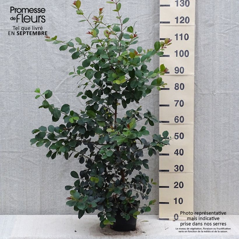 Ejemplar de Eugenia uniflora Etna Fire - Pitanga Maceta 3L/4L entregado en otoño