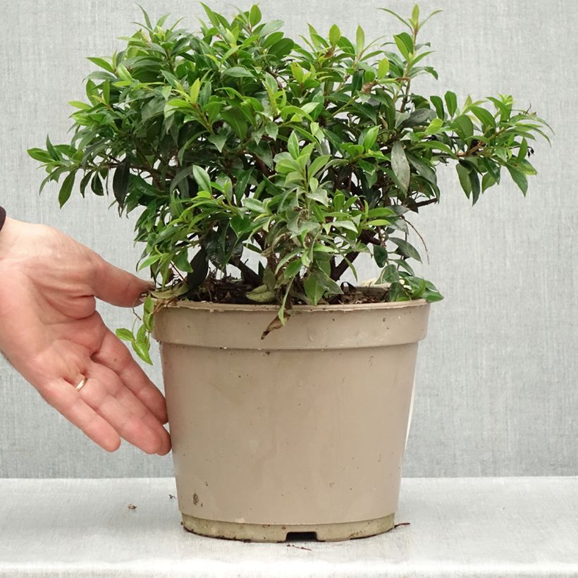 Ejemplar de Eugenia myrtifolia Compacta Maceta 4L/5L entregado en otoño
