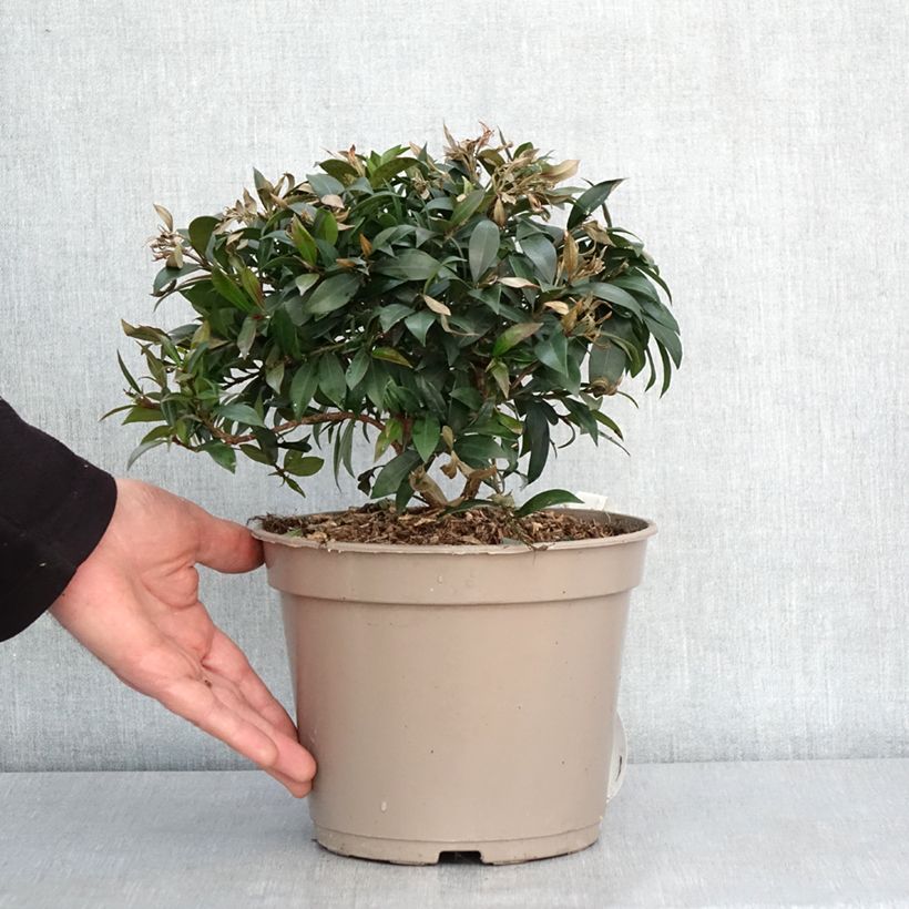 Eugenia myrtifolia Compacta Maceta 4L/5L Ejemplar entregado en invierno