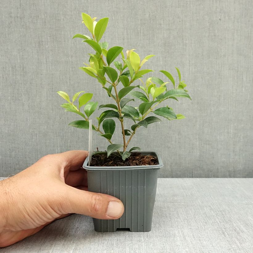 Ejemplar de Eugenia myrtifolia New Port Maceta de 8/9 cm entregado en verano