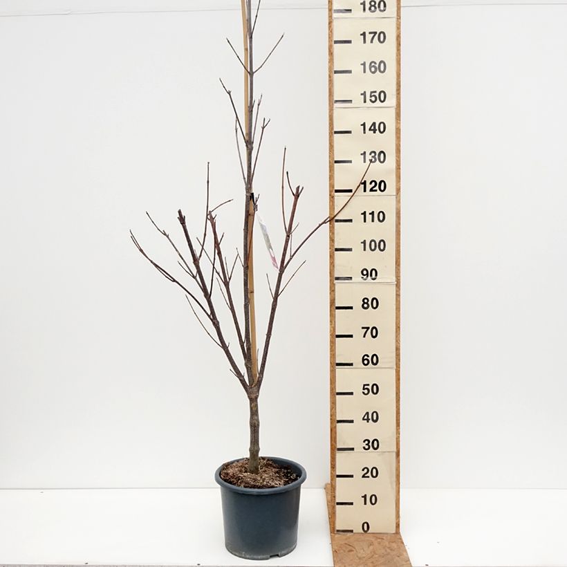 Ejemplar de Tetradium daniellii - Árbol de las abejas Maceta 12L/15L entregado en otoño