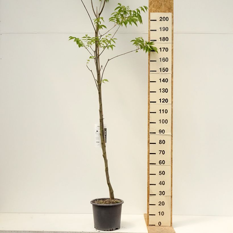 Tetradium daniellii - Árbol de las abejas Maceta 12L/15L Ejemplar entregado en la primavera