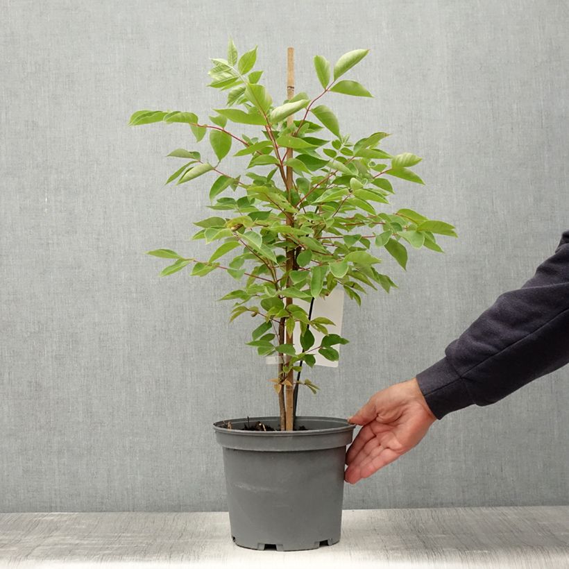 Ejemplar de Tetradium daniellii - Árbol de las abejas Maceta 4L/5L entregado en verano