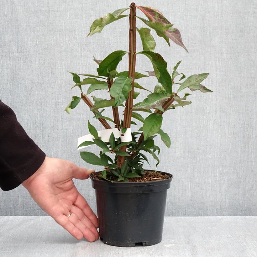 Ejemplar de Euonymus alatus Blade Runner - Evónimo alado Maceta 2L/3L entregado en otoño