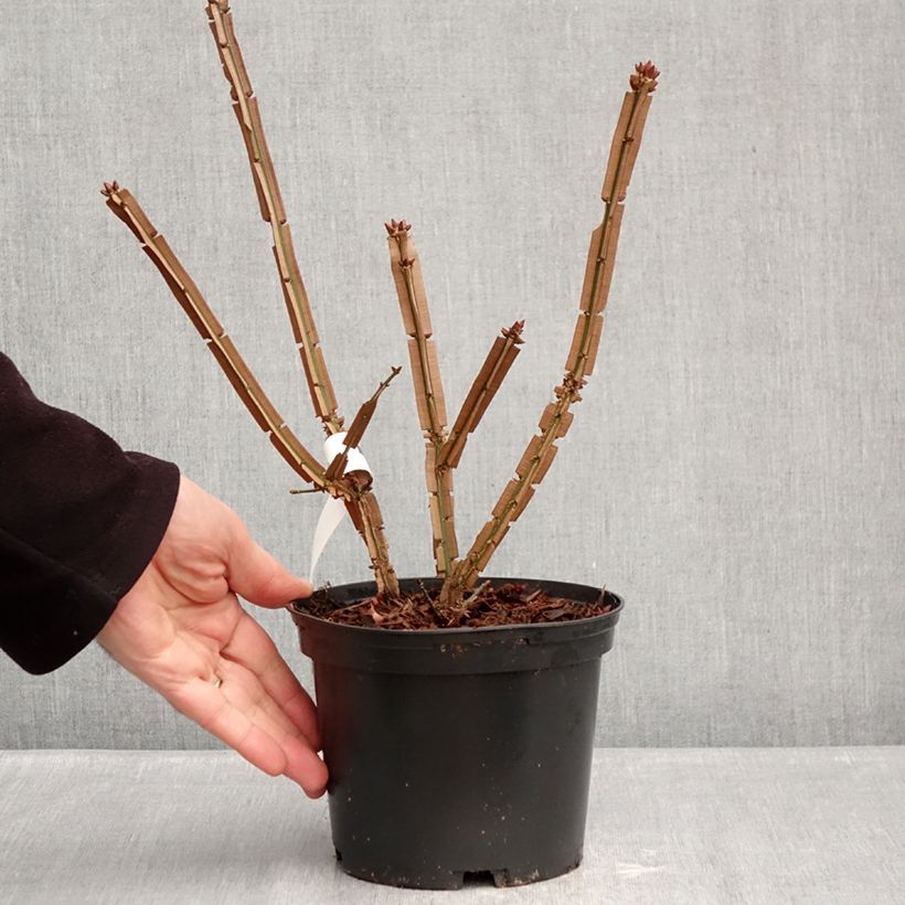 Euonymus alatus Blade Runner - Evónimo alado Maceta 2L/3L Ejemplar entregado en invierno