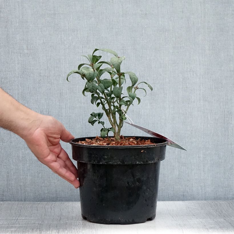 Ejemplar de Euonymus alatus Compactus - Evónimo alado Maceta 4L/5L entregado en verano