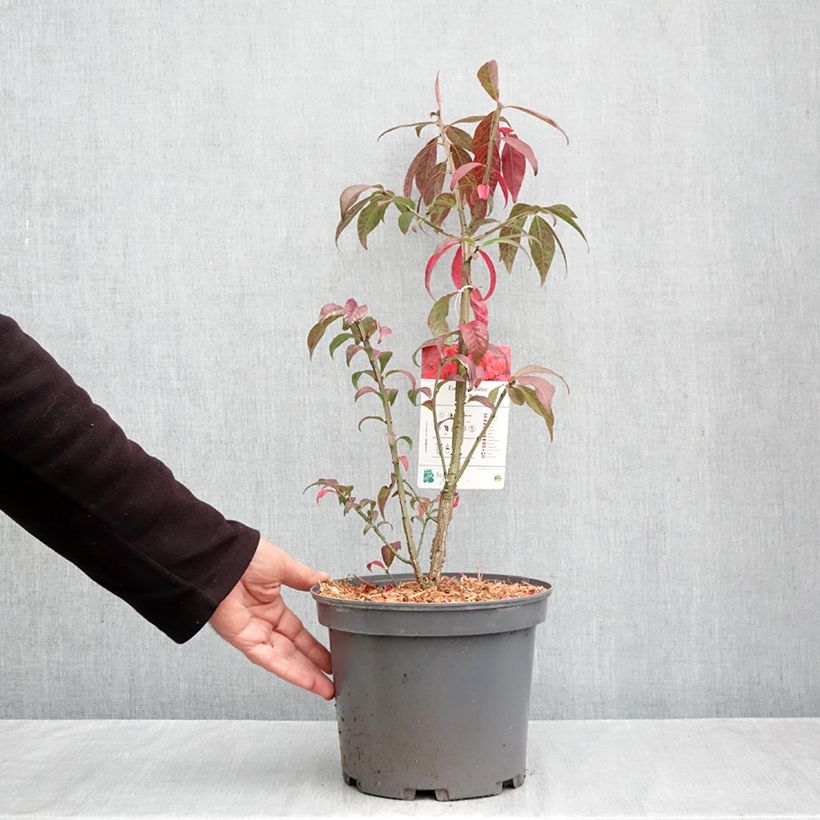 Ejemplar de Euonymus alatus Fire Ball - Evónimo alado Maceta 4L/5L entregado en otoño