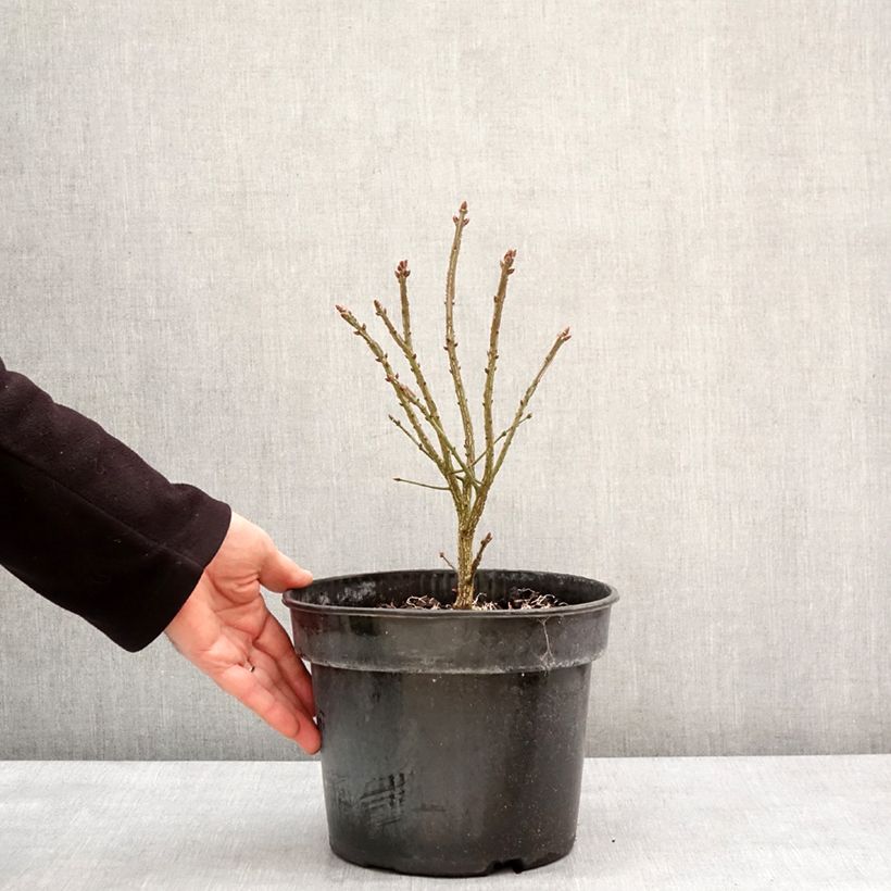 Euonymus alatus Fire Ball - Evónimo alado Maceta 4L/5L Ejemplar entregado en invierno