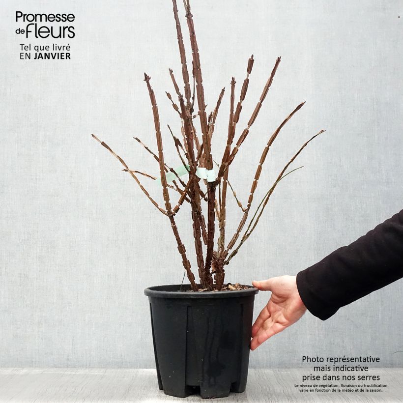 Euonymus alatus - Evónimo alado Maceta 7,5L/10L Ejemplar entregado en invierno