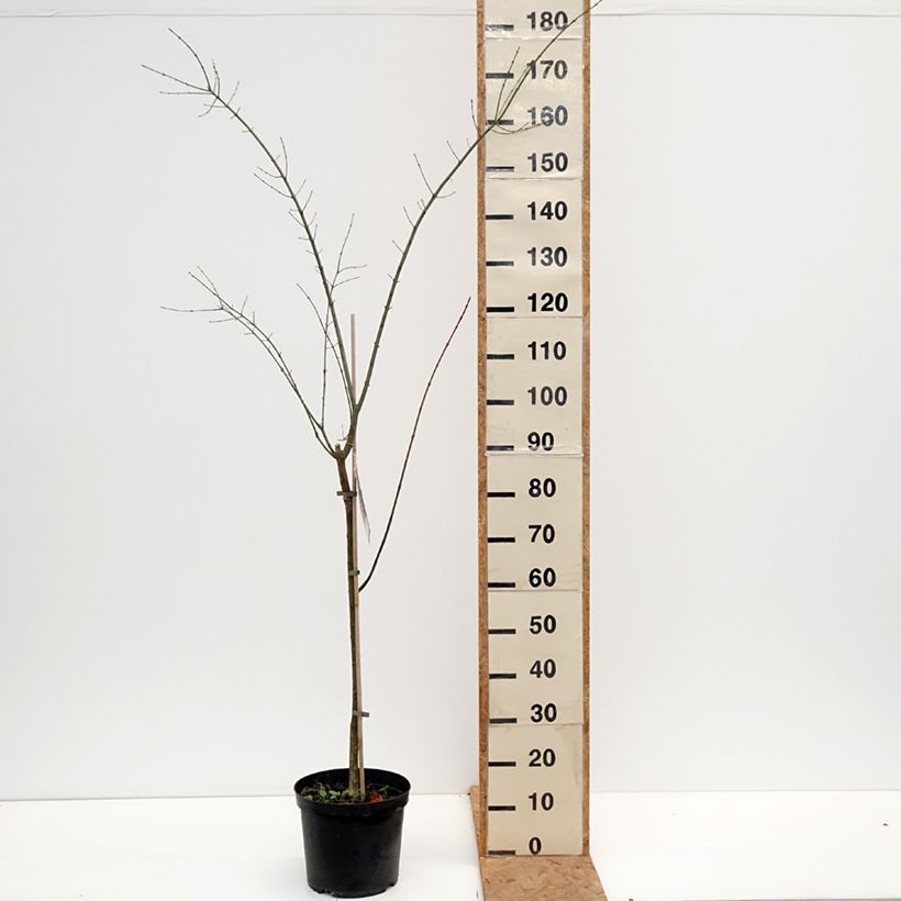 Ejemplar de Euonymus europaeus Albus - Boj Maceta 7,5L/10L entregado en otoño