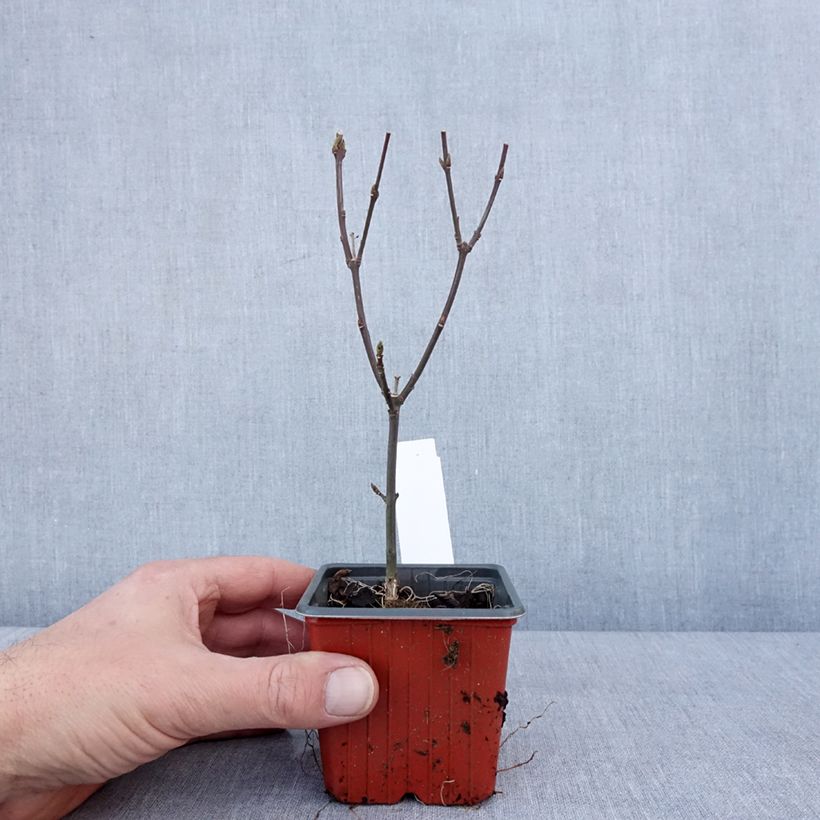 Euonymus europaeus Red Cascade - Boj Maceta de 8/9 cm Ejemplar entregado en invierno