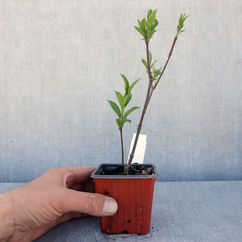 Euonymus europaeus Red Cascade - Boj Maceta de 8/9 cm Ejemplar entregado en la primavera