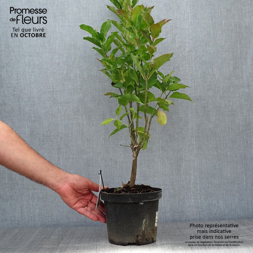 Ejemplar de Euonymus europaeus Red Cascade - Boj Maceta 2L/3L entregado en otoño