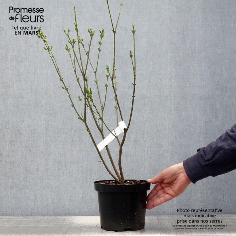 Euonymus europaeus Red Cascade - Boj Maceta 2L/3L Ejemplar entregado en la primavera