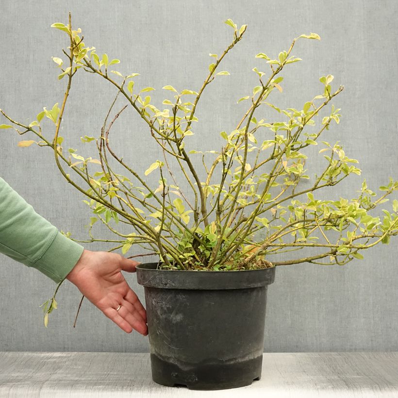 Ejemplar de Huso de la fortuna Blondy - Euonymus fortunei Maceta 7,5L/10L entregado en verano