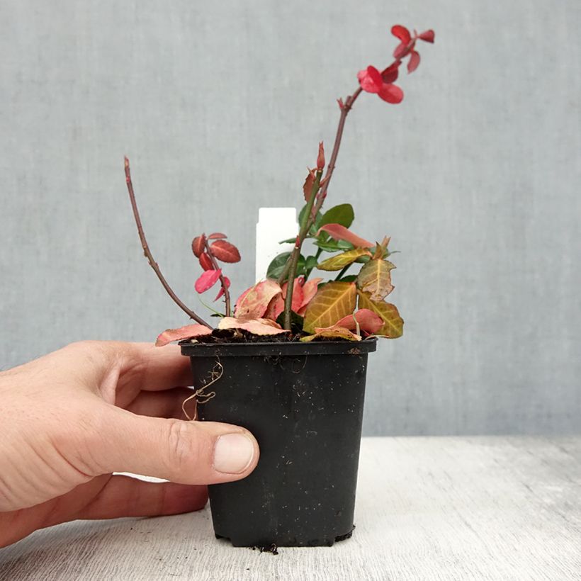 Ejemplar de Huso de la fortuna Coloratus- Euonymus fortunei Maceta de 8/9 cm entregado en otoño