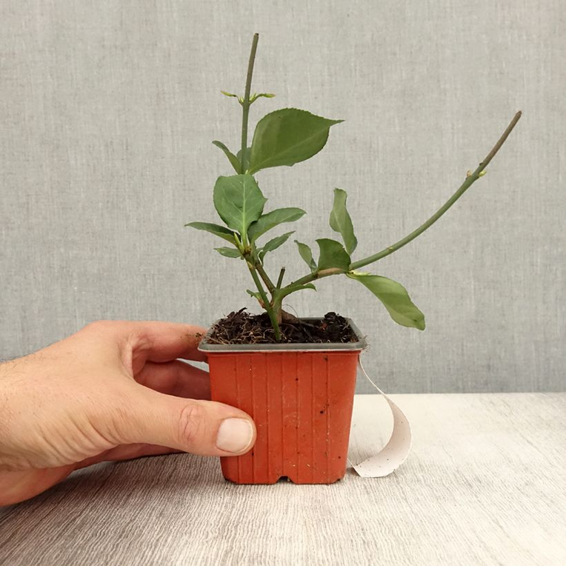 Ejemplar de Huso de la fortuna Dart's Blanket- Euonymus fortunei Maceta de 8/9 cm entregado en otoño
