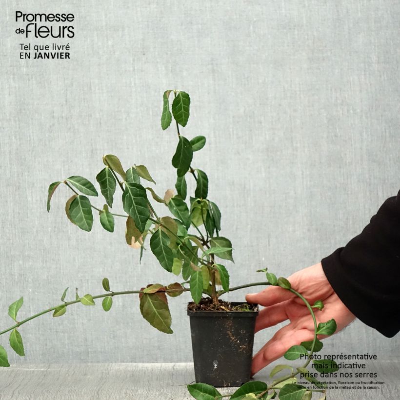 Huso de la fortuna Dart's Blanket- Euonymus fortunei Maceta de 8/9 cm Ejemplar entregado en invierno