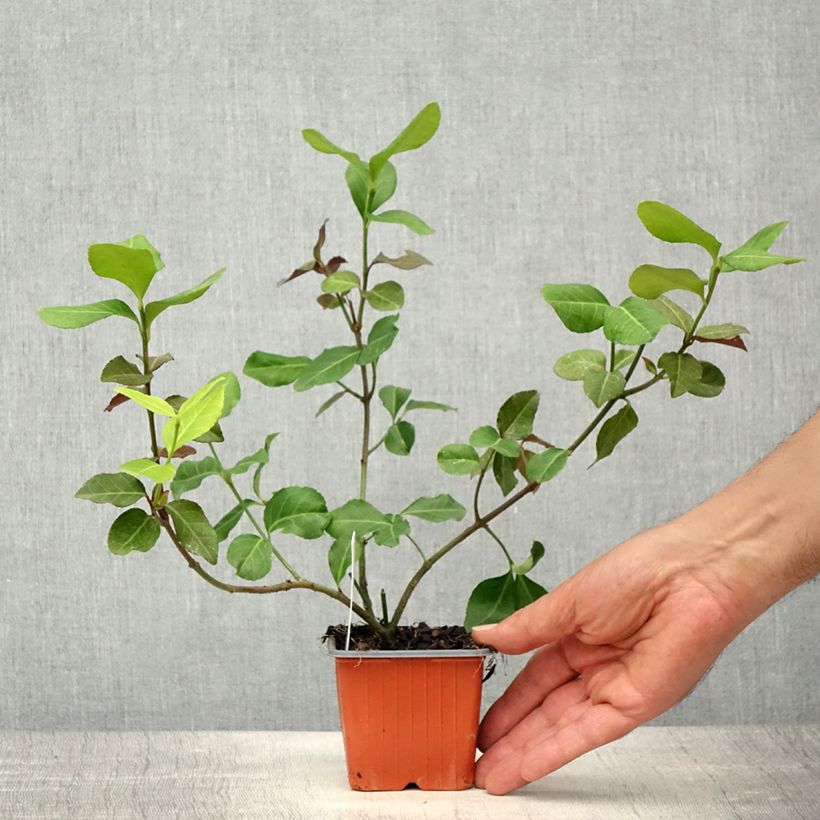 Huso de la fortuna Dart's Blanket- Euonymus fortunei Maceta de 8/9 cm Ejemplar entregado en la primavera