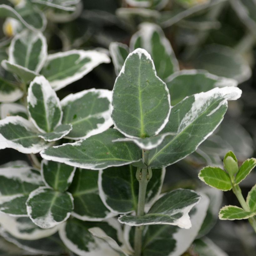 Huso de la fortuna Emerald Gaiety- Euonymus fortunei (Follaje)