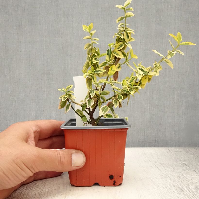 Ejemplar de Huso de la fortuna Emerald 'n gold- Euonymus fortunei Maceta de 8/9 cm entregado en verano