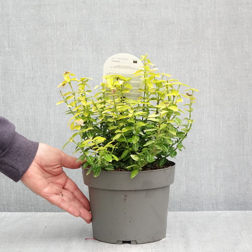 Ejemplar de Euonymus fortunei Goldy - Fusain persistant Pot de 3L/4L entregado en otoño